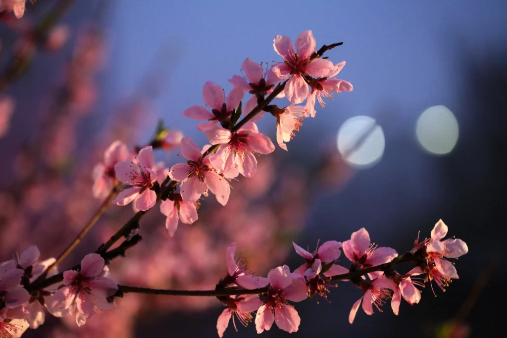 Peach Blossom Pink Petals Spring gray Branch