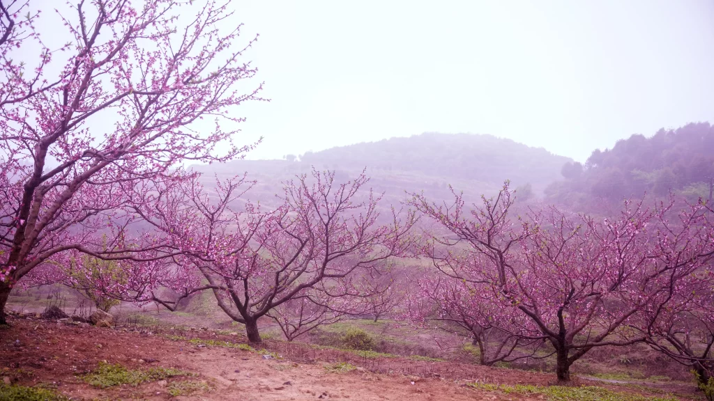 Peach Blossom Pink Purple Green Hillside