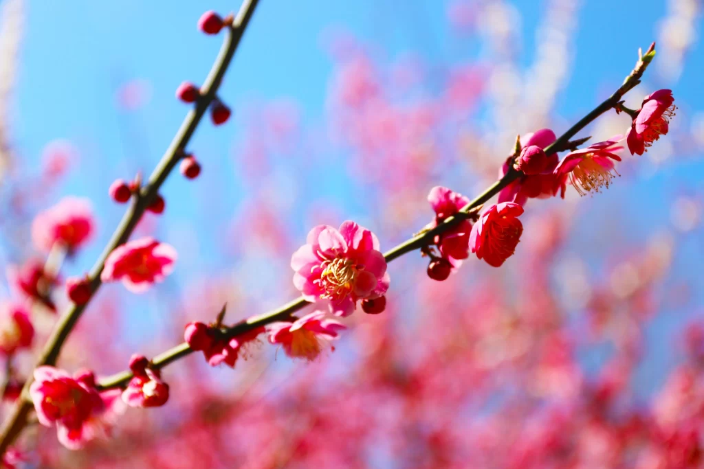 Peach Blossom Pink Red Blue Sky cool Branch