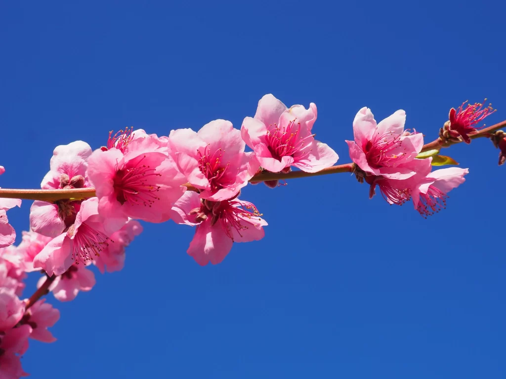 Peach Blossom Pink Red Blue Sky