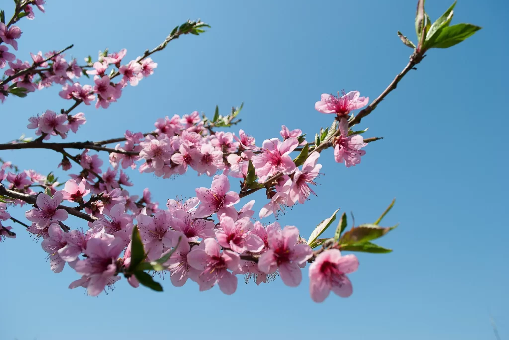 Peach Blossom Pink Red Blue Sky cool Branch