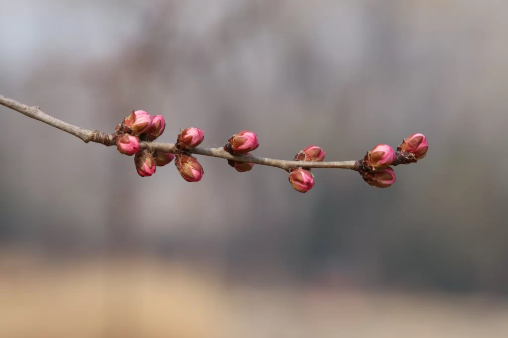 Peach Blossom Pink Red Bud Branch Nature