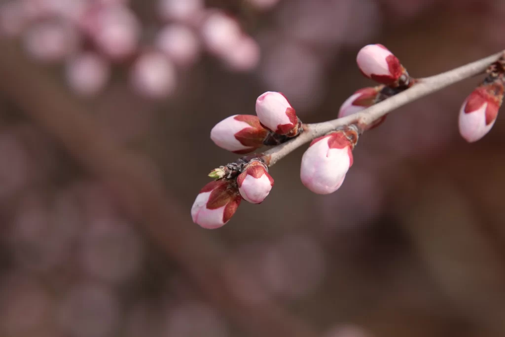 Peach Blossom Pink Red Bud Branch