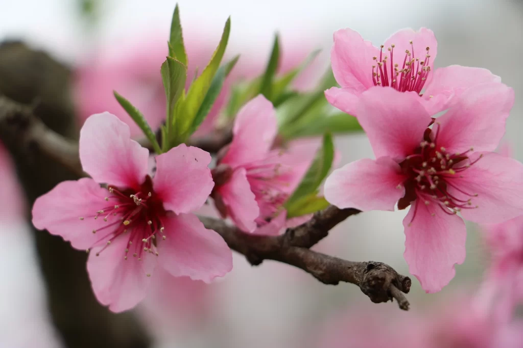 Peach Blossom Pink Red Green Spring warm Branch