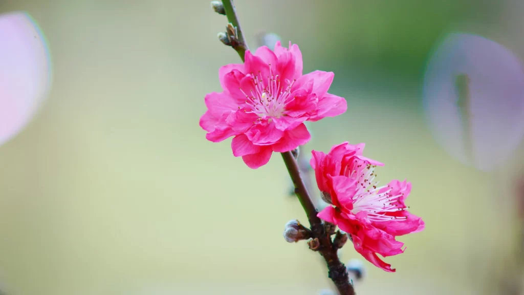 Peach Blossom Pink Red Green Yellow
