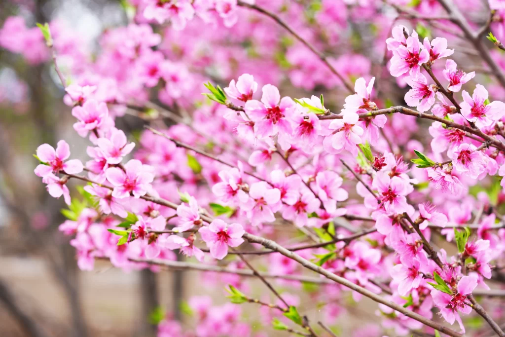 Peach Blossom Pink Red Green Spring warm Branch