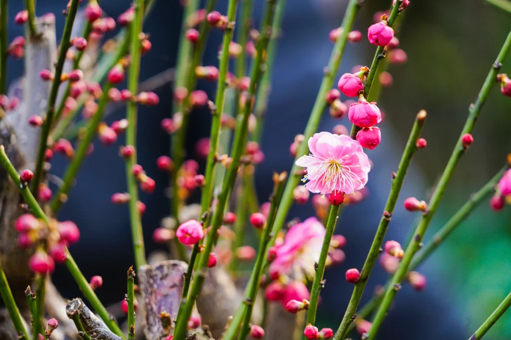 Peach Blossom Pink Red Green Bud Bloom
