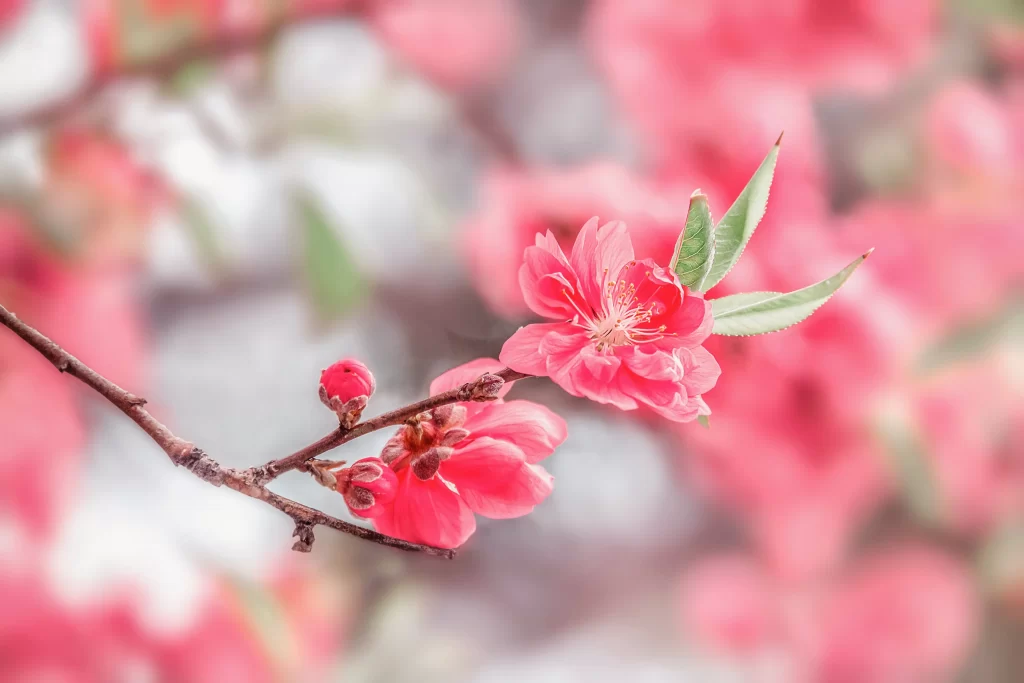 Peach Blossom Pink Red Green Spring warm Branch