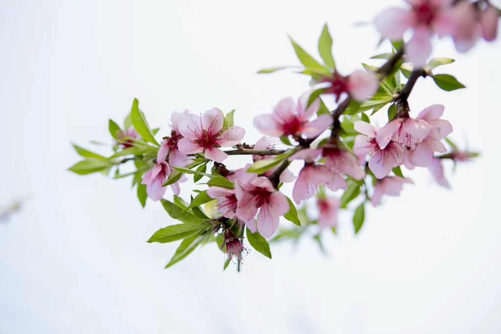 Peach Blossom Pink Red Green Spring white Branch