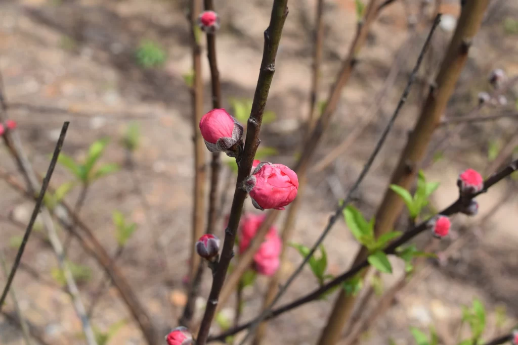 Peach Blossom Pink Red Green Bud Branch