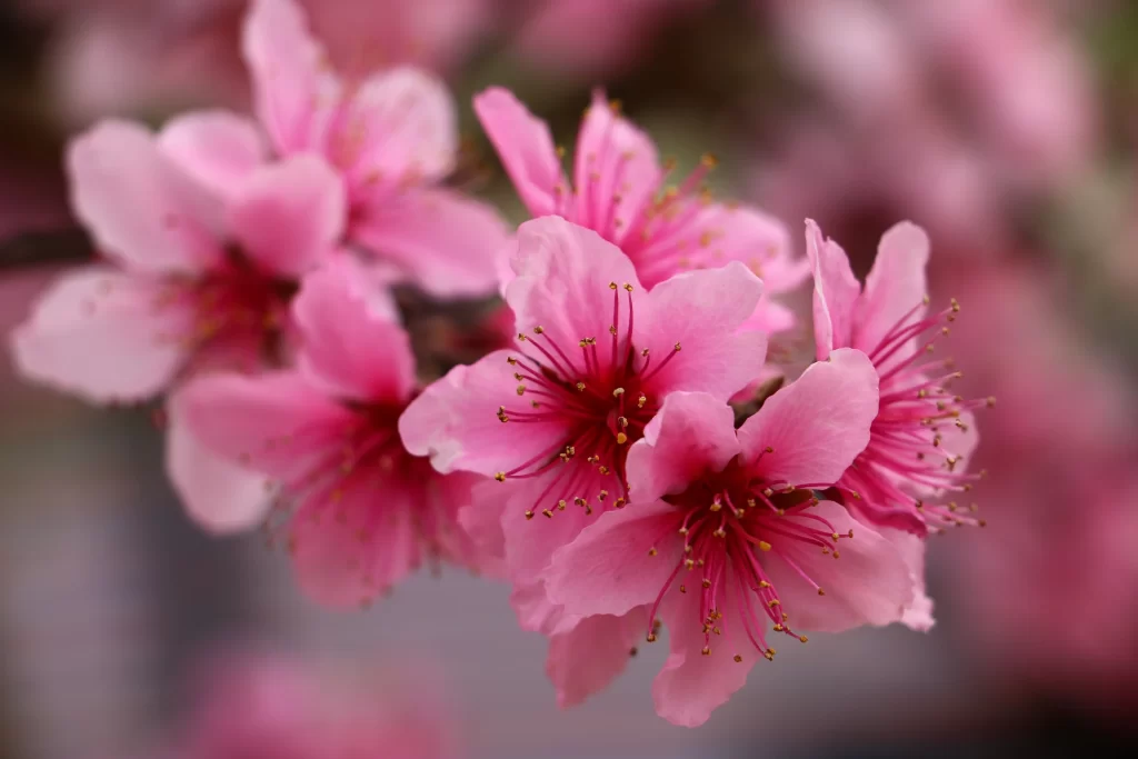 Peach Blossom Pink Red Petal Spring warm Branch