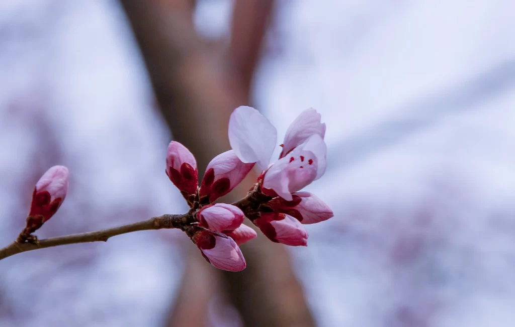 Peach Blossom Pink Red Petal Bud Branch