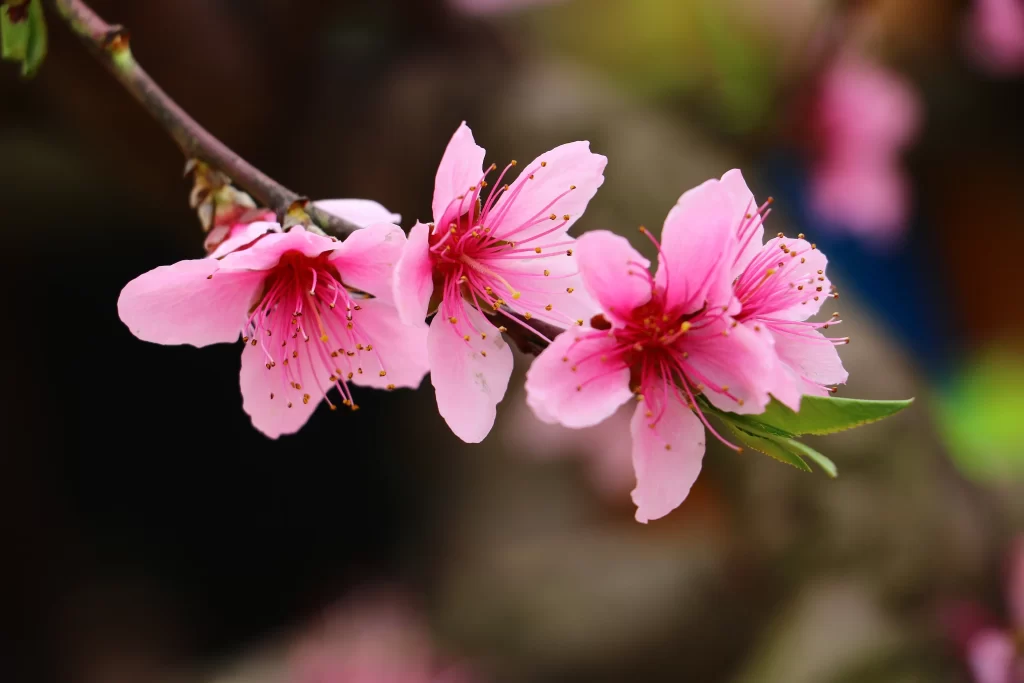 Peach Blossom Pink Red Petal Spring warm Branch