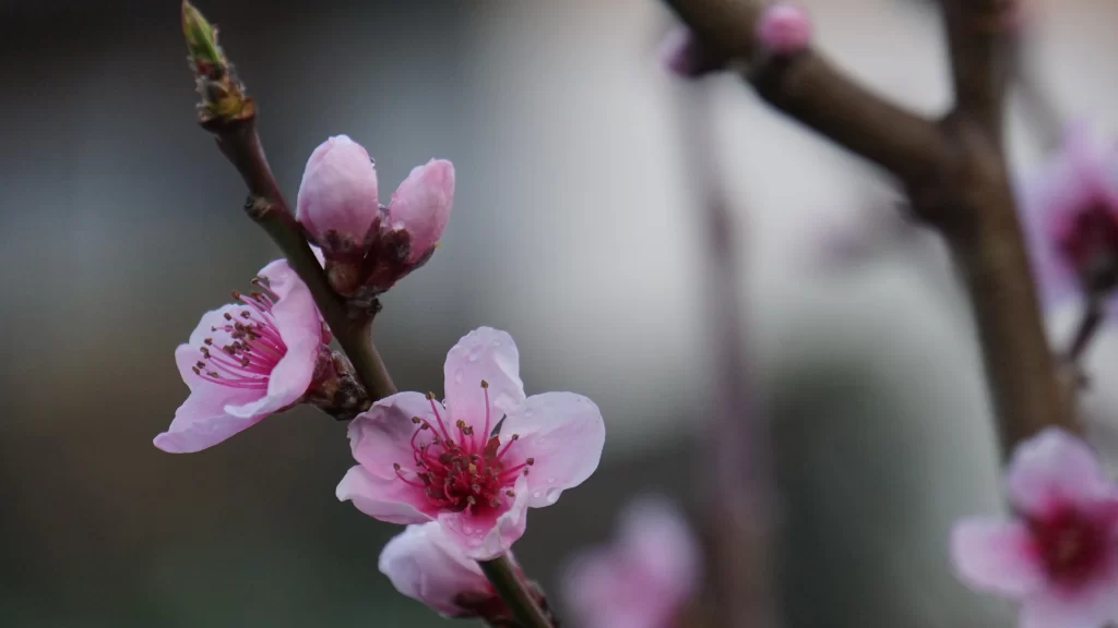 Peach Blossom Pink Red Petal Spring gray Branch