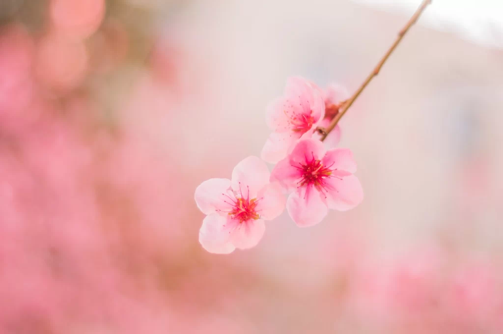 Peach Blossom Pink Red Petal Spring warm Branch