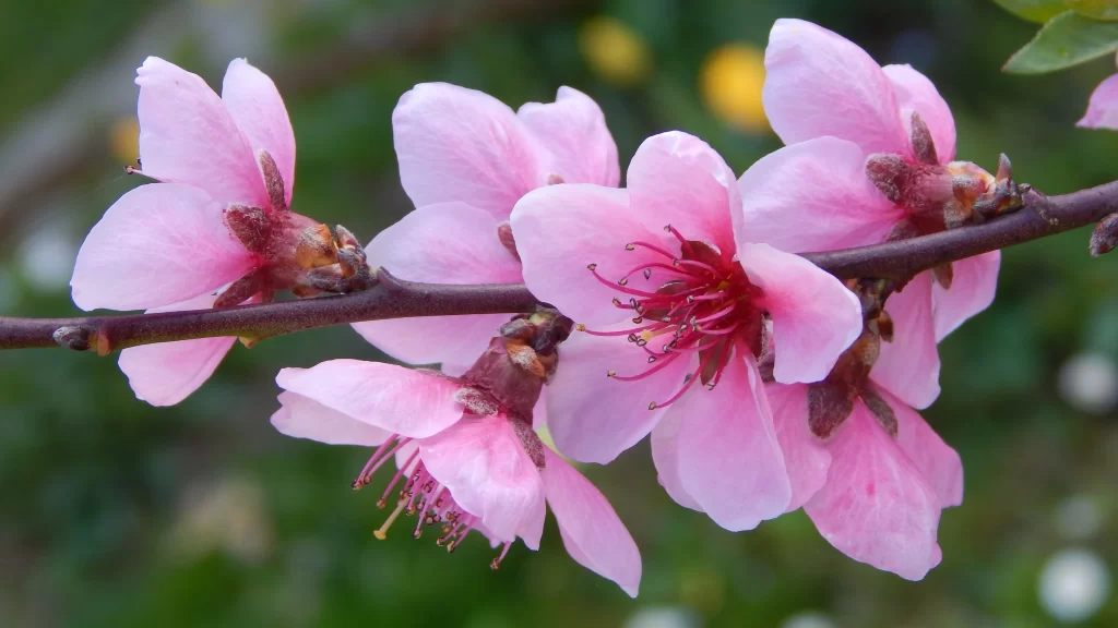 Peach Blossom Pink Red Petal Spring gray Branch