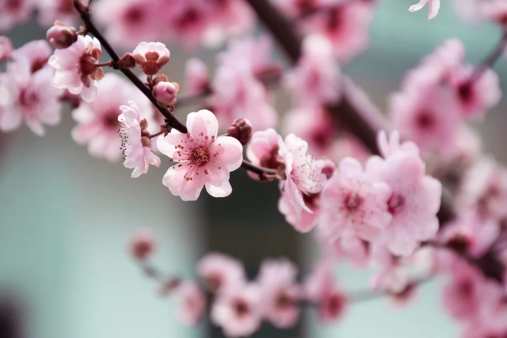 Peach Blossom Pink White Petal Spring gray Branch