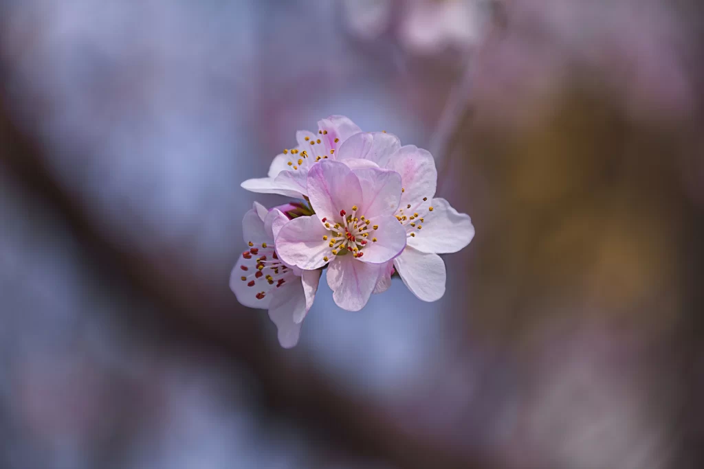 Peach Blossom Pink White Yellow Petals gray Spring