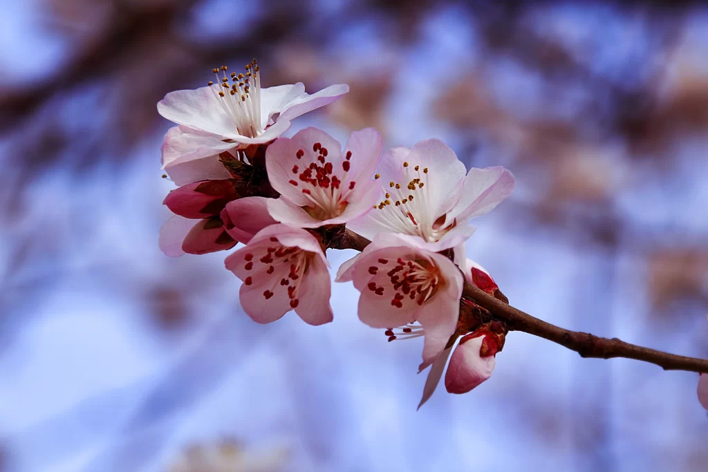 Peach Blossom Pink White Red cool Yellow