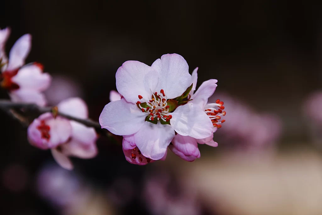 Peach Blossom Pink White Red Spring gray Branch