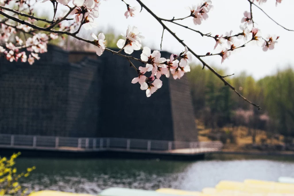 Peach Blossom Pink White Petals Branches Lake