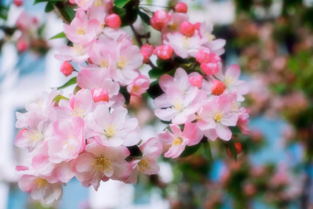 Peach Blossom Pink White Red Green