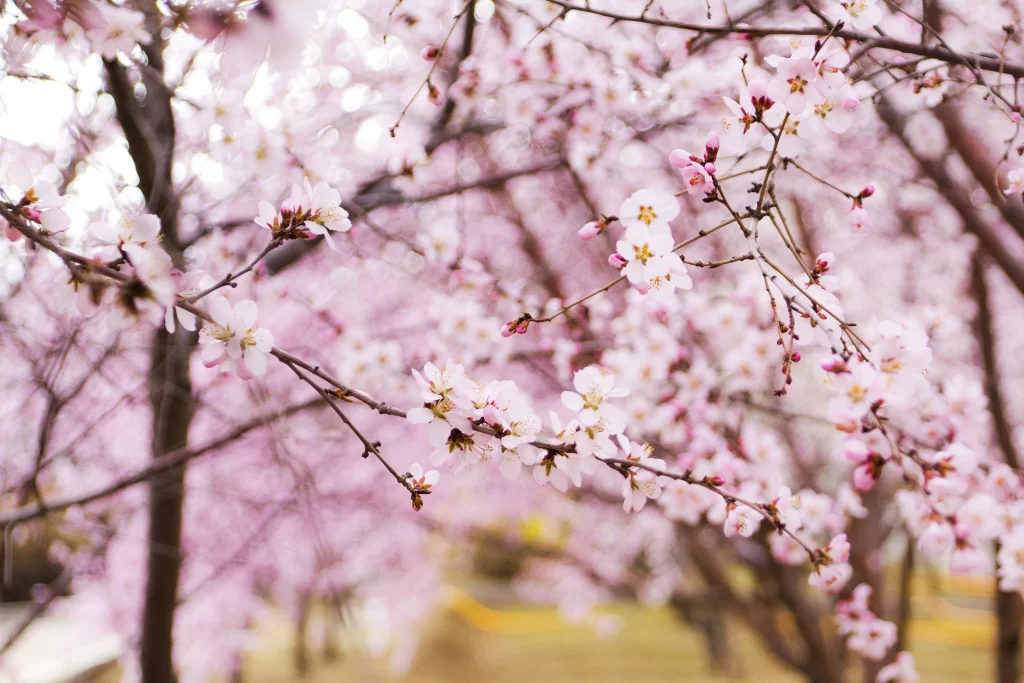 Peach Blossom Pink White Petals Spring warm Branch