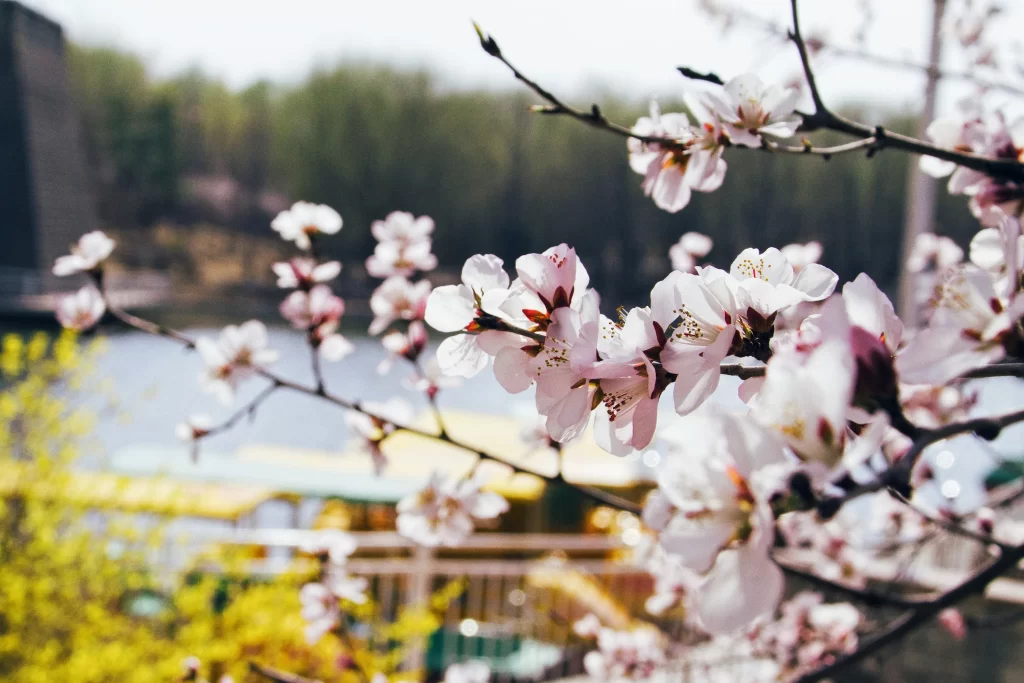 Peach Blossom Pink White Yellow gray Green