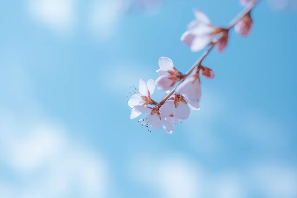 Peach Blossom Pink White Blue cool Sky