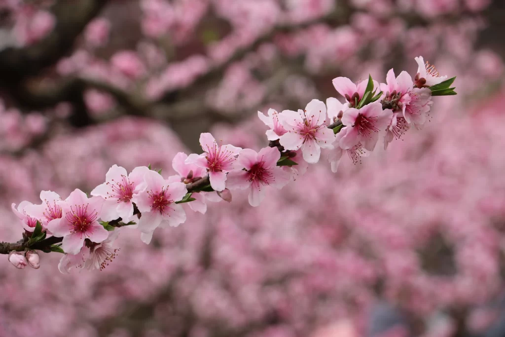 Peach Blossom Pink White Green Spring warm Branch