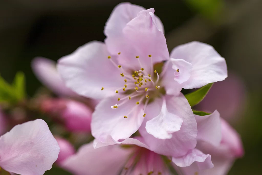 Peach Blossom Pink White Petal Spring gray Branch