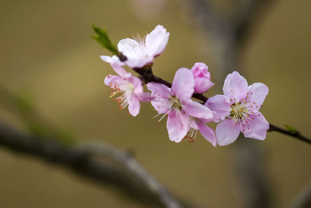 Peach Blossom Pink White Petal Spring gray Branch