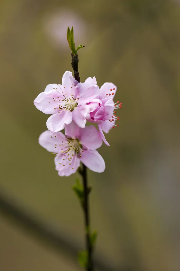 Peach Blossom Pink White Green gray Branch