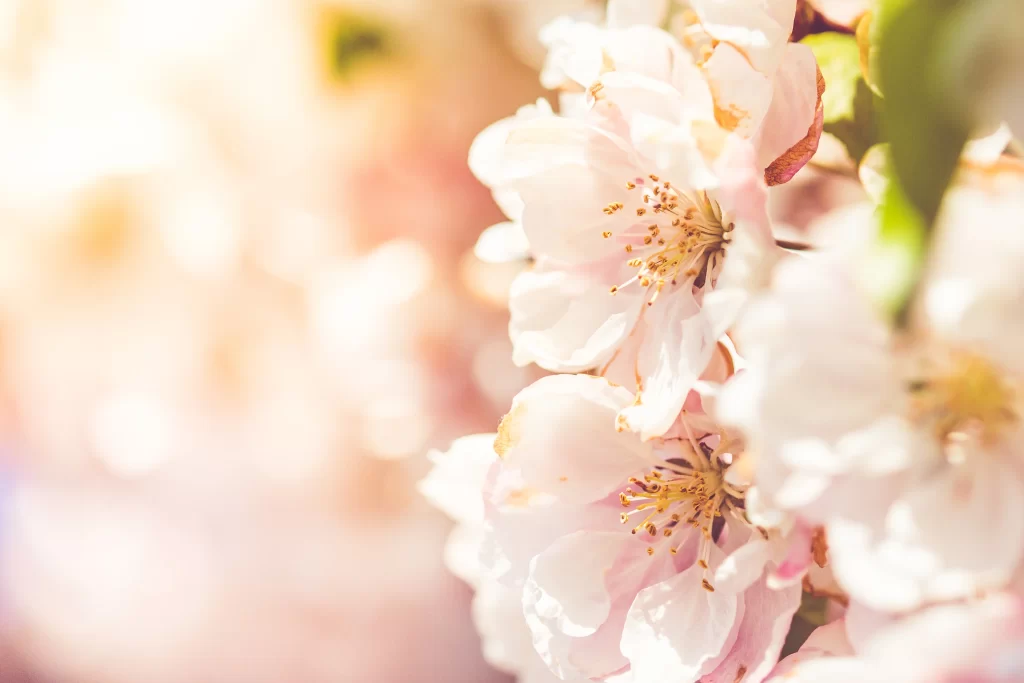 Peach Blossom Pink White Yellow Petal Spring