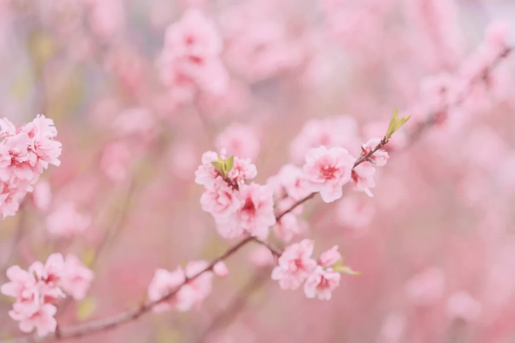 Peach Blossom Pink White Green Spring warm Branch