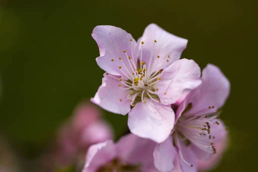 Peach Blossom Pink White Yellow gray Green