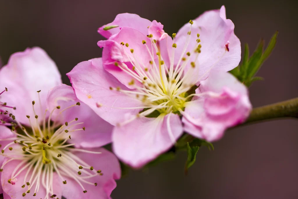 Peach Blossom Pink White Yellow warm Green