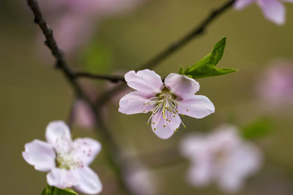 Peach Blossom Pink White Green Spring gray Branch