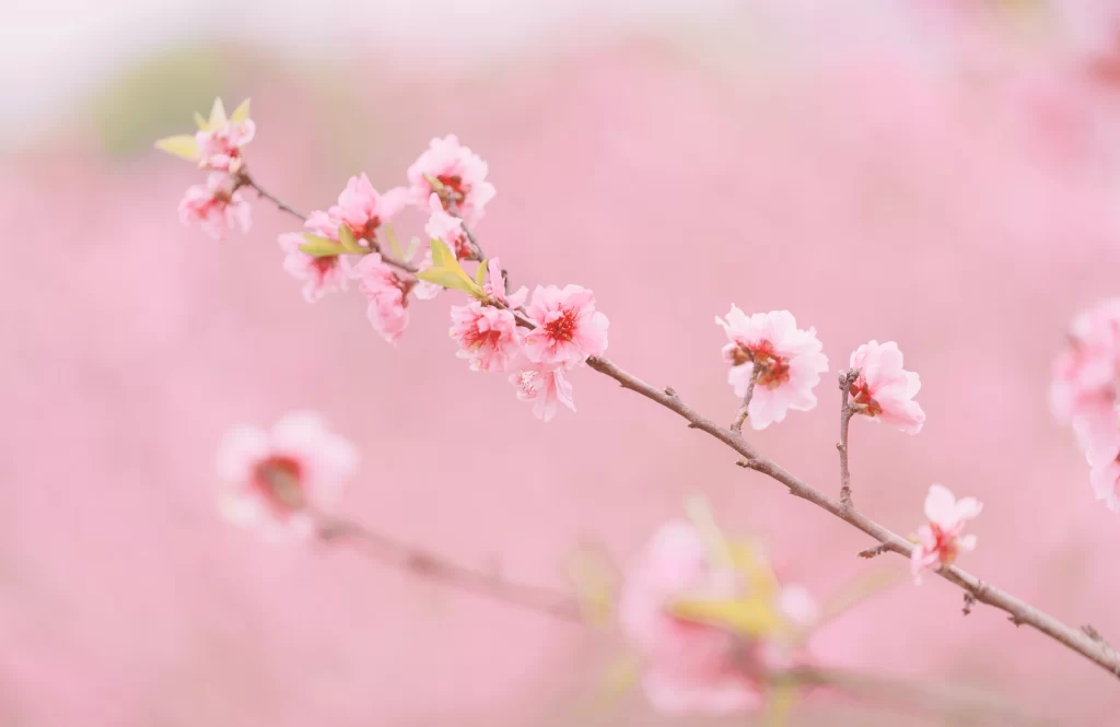 Peach Blossom Pink White Petal Spring warm Branch