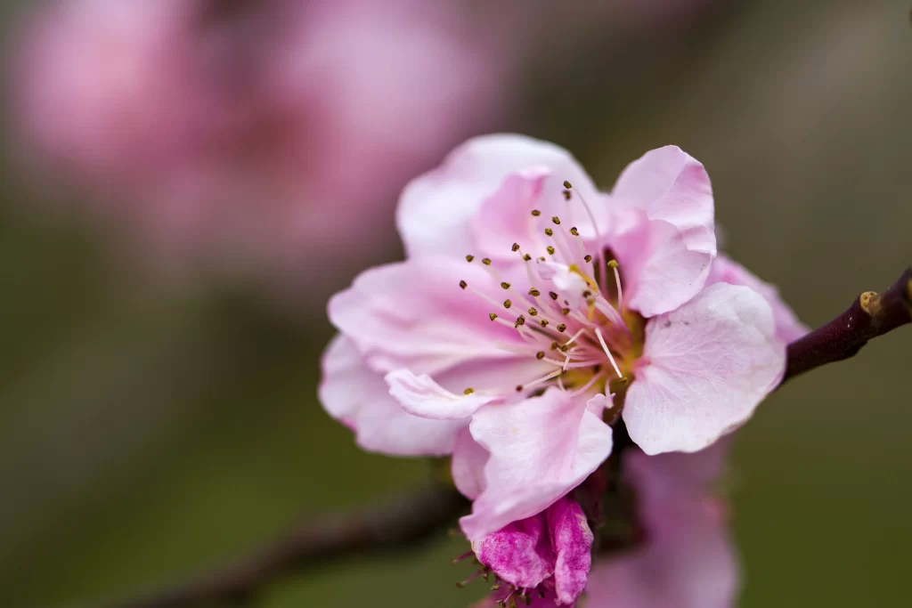 Peach Blossom Pink White Petal Spring gray Branch