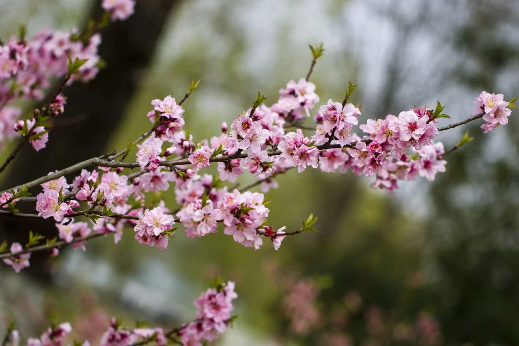 Peach Blossom Pink White Green Spring gray Branch