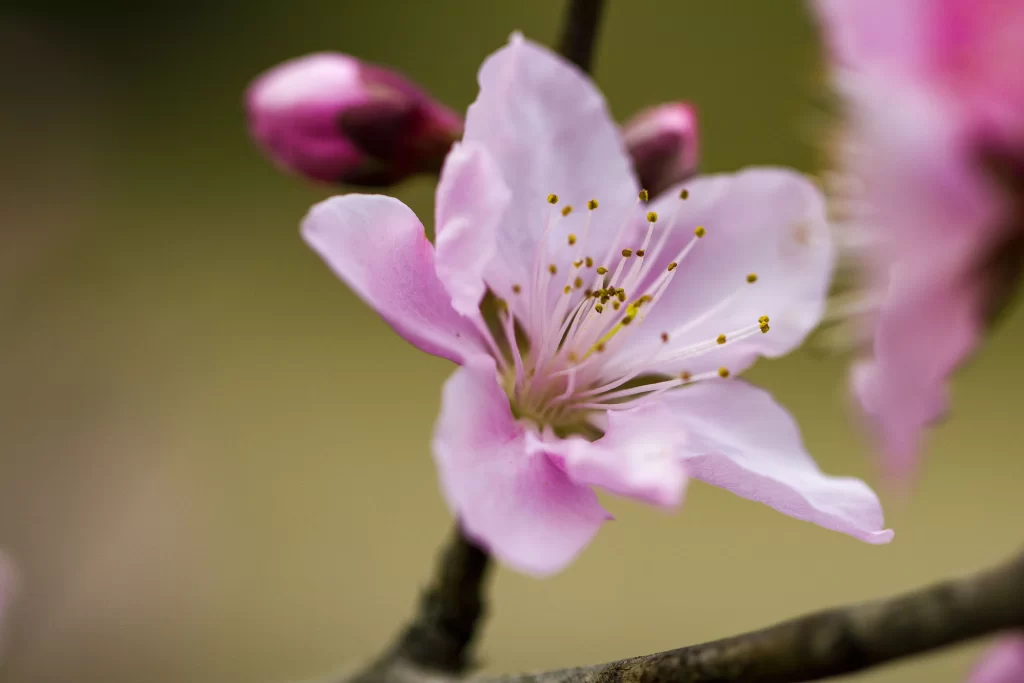 Peach Blossom Pink White Yellow gray Green