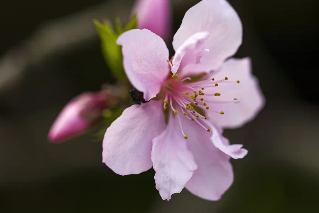 Peach Blossom Pink White Petal Spring gray Branch
