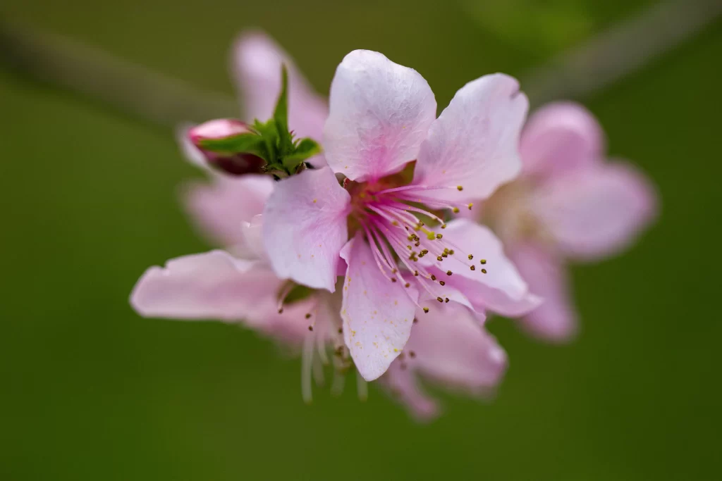 Peach Blossom Pink White Petal Spring warm Branch