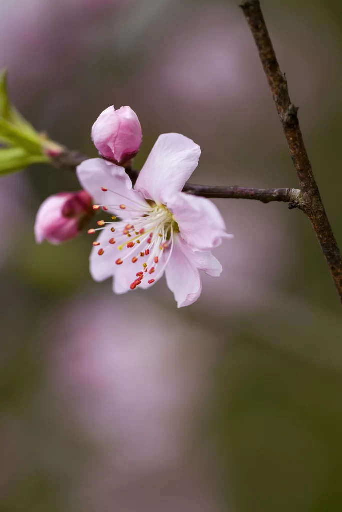 Peach Blossom Pink White Green Brown