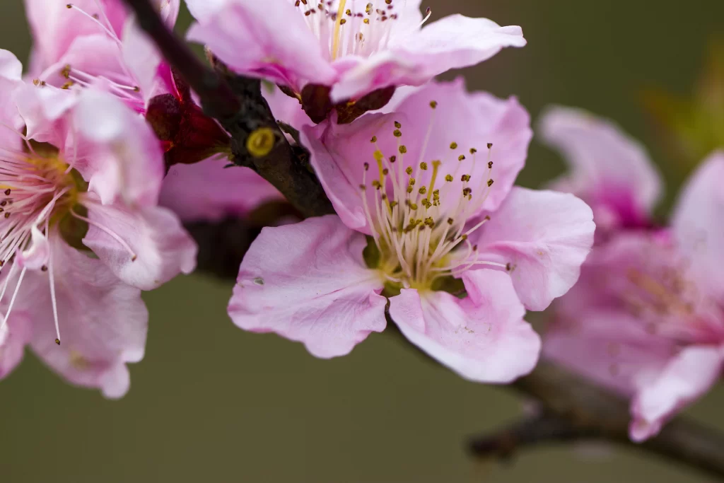 Peach Blossom Pink White Petal Spring gray Branch
