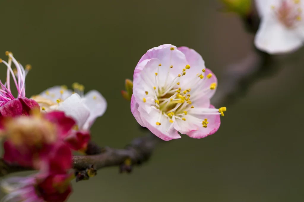 Peach Blossom Pink White Yellow Petal Spring gray Branch