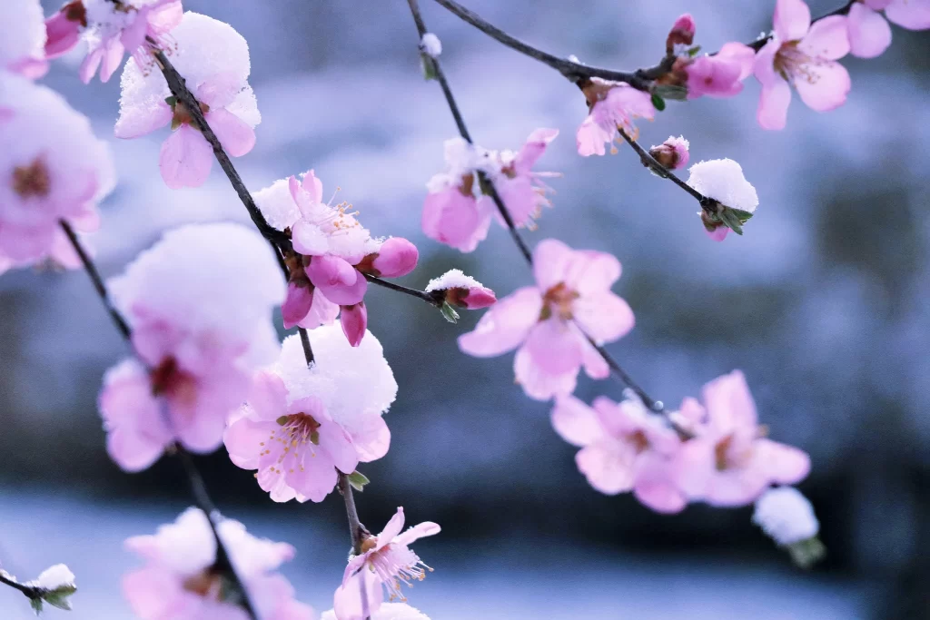 Peach Blossom Pink White Snow cool Branch