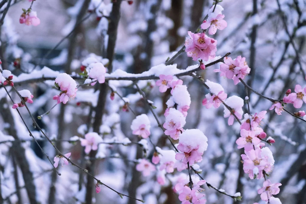 Peach Blossom Pink White Snow cool Branch