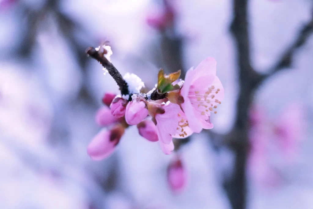 Peach Blossom Pink White Petal Spring cool Branch